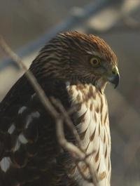 Cooper's Hawk close-up of head and breast