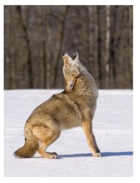 Coyote vocalizing in the snow
