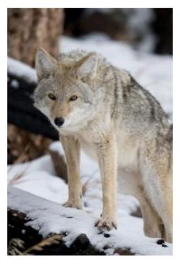 Coyote in the snow on a rock