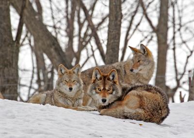 Coyotes