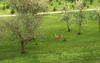 Deer in the field