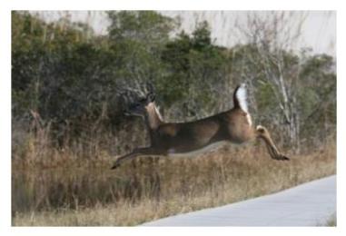 White tailed deer leaping across the road into the bush