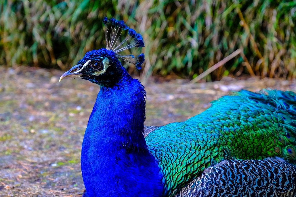 Male peacock neck and head showing blue plumage