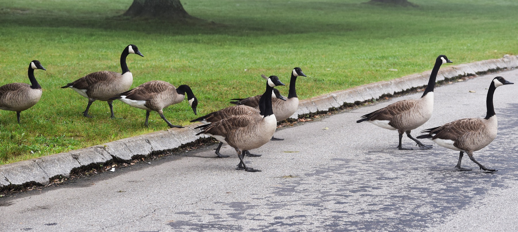 Canada Geese crossing the road