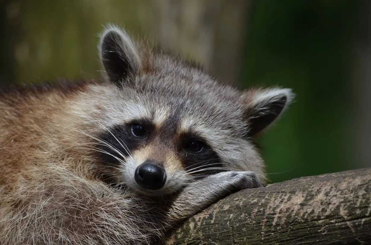 cute raccoon, Ontario