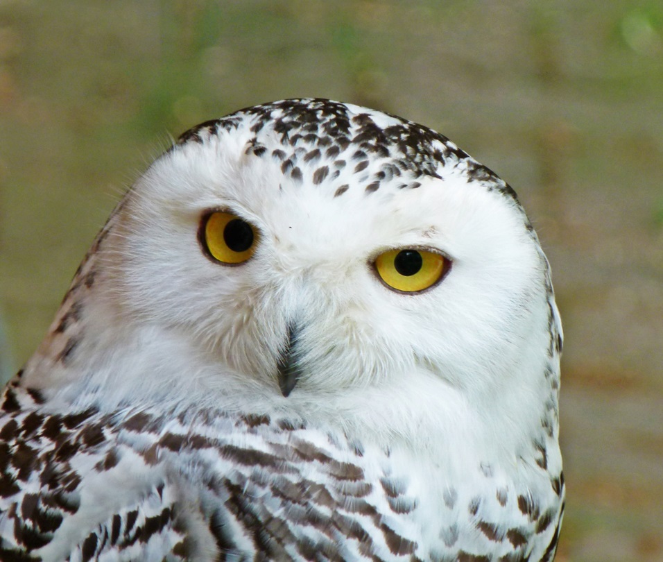 Close-up of Snowy Owl looking at camera