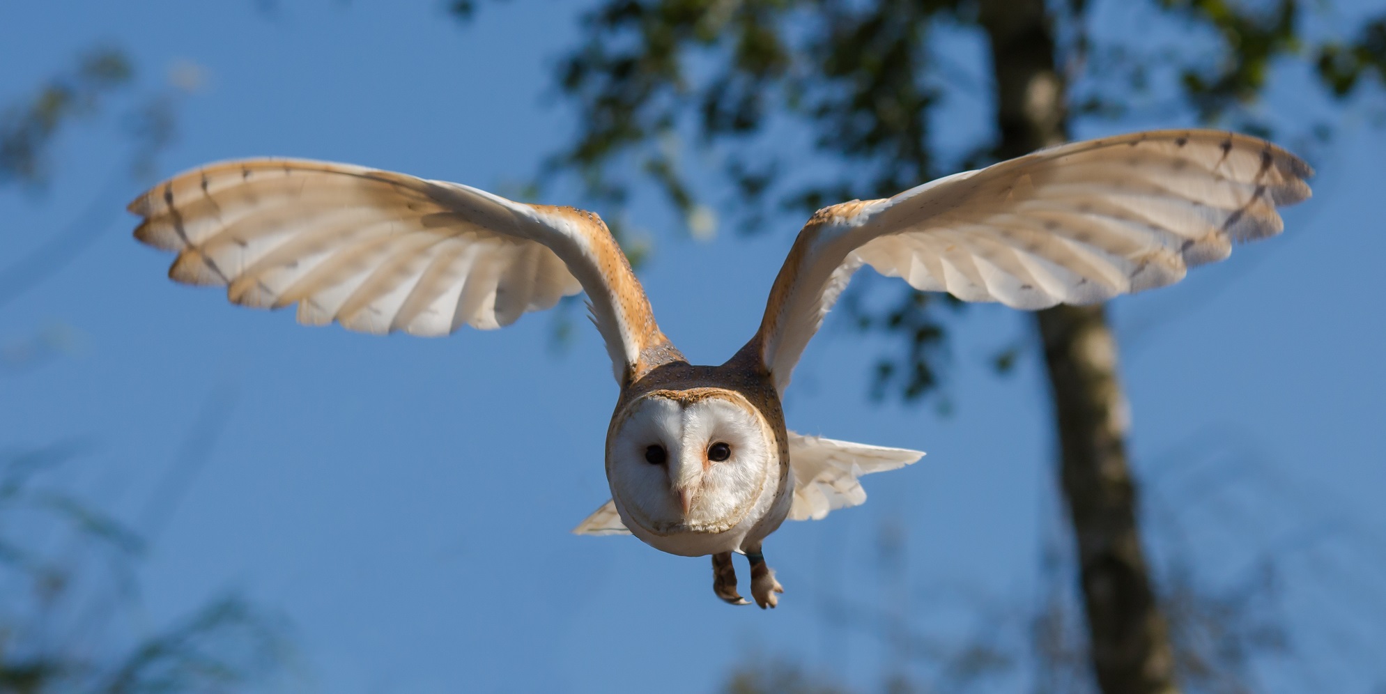 Barn Owl in flight with sky background