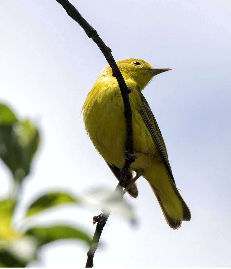 Yellow Warbler, Kingsville, Ontario