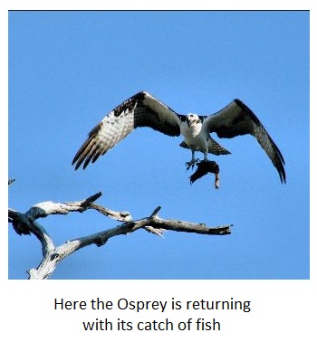 Osprey or Fish Hawk returning to the nest with fish - le balbuzard pêcheur