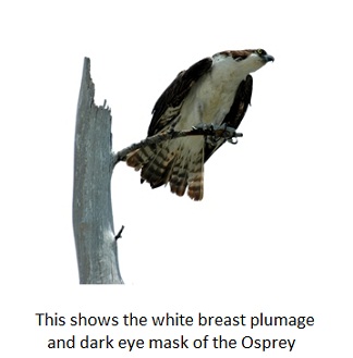 Osprey on a branch showing feathers on face and tail