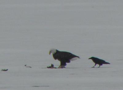 Eagle and Crow in the ice