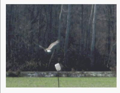 Bald Eagle - showing white tail