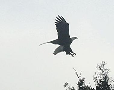 Bald Eagle in flight near Bayfield