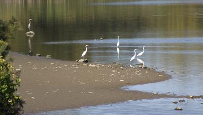 Egrets and Heron near Woodstock