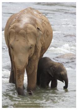 Elephant Mother and baby, African Lion Safari, Ontario