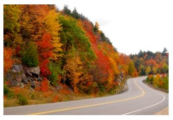 Ontario fall colours beside a road