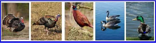 Wild Turkey pheasant Canada goose and mallard duck