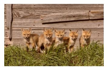 five 5 Fox cubs or Fox kits standing in the sunshine against a barnboard background - petits renards