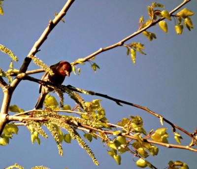 Sleepy Time Finch