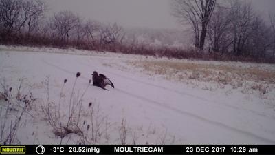 Golden Eagle in Waterloo, Ontario