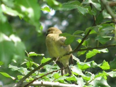 Goldfinch