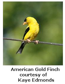 American goldfinch on a branch in the sunlight