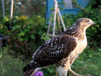 Gorgeous Hawk!