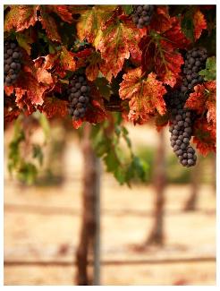 Pelee Island grape vines