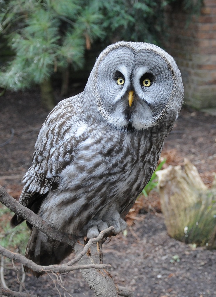 Great Grey Owl on tree