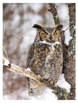 Great Horned Owl on a tree branch in the snow - Ontario