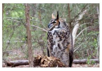 Great Horned Owl sitting on a log in the forest