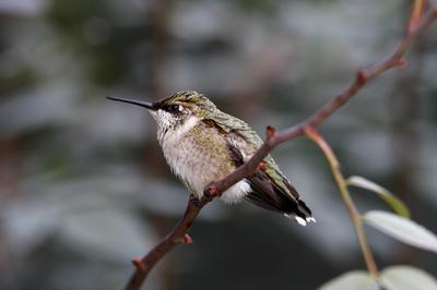 Female Ruby Throated Hummingbird