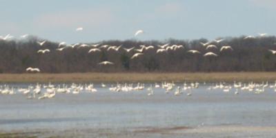 Swans in Grand Bend 2010