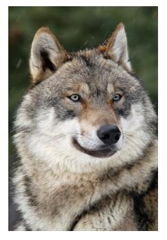 Grey wolf in Ontario Canada, elusive and seen in wilderness areas