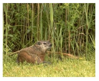 young groundhog with long grass, Ontario