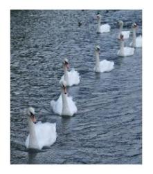 Swans Stratford, Ontario