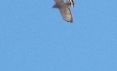 one wing cut off but notice the distinct markings on this broadwinged