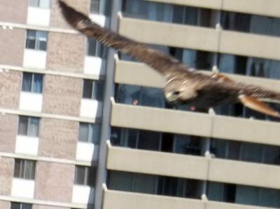 Red Tail in flight