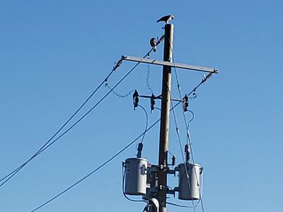 Hawks on the hydro pole