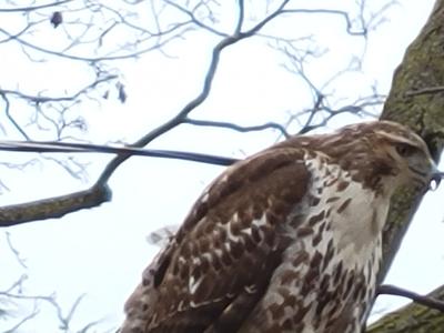 Is this a Cooper's Hawk?