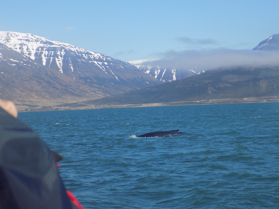 last Whale of the day, Whale Watching in Hauganes, Iceland, mountains and snow in background