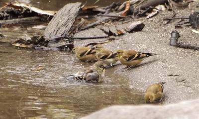 goldfinches drinking water, Ontario