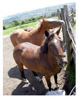 Two horses in Ontario, Canada