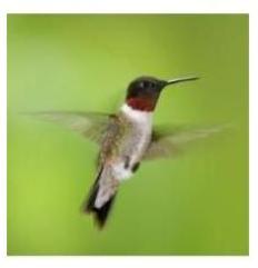 Ruby Throated Hummingbirds, Ontario
