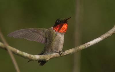 Hummingbird