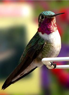 Male Ruby Throated Hummingbird