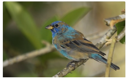 Male indigo bunting losing summer plumage