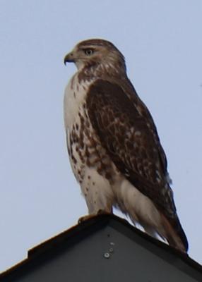 Is this a Cooper’s Hawk?