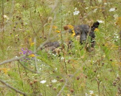 Hiding In The Weeds