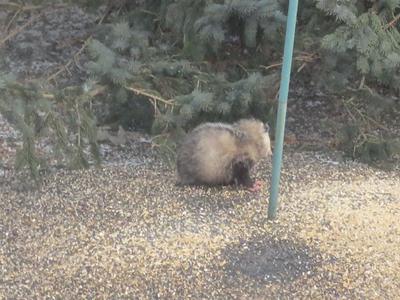 Possum in Kitchener on March 26/14